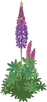 Blomsterlupin
