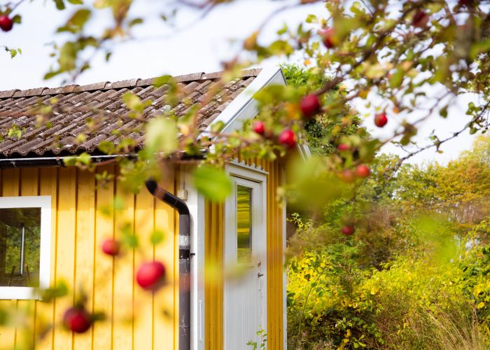 En gul stuga med kvistar från äppelträd i förgrunden